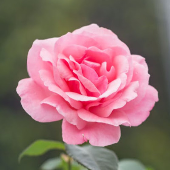 Meet your Posher, Tillie - Picture 1 of 1